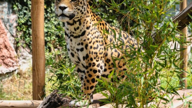 El feriado en el Zoológico de Quito es más entretenido