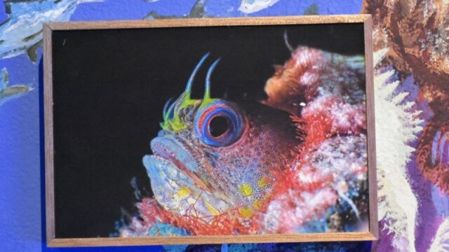 Aguamundi: una exposición para sumergirse en la magia y los desafíos del océano