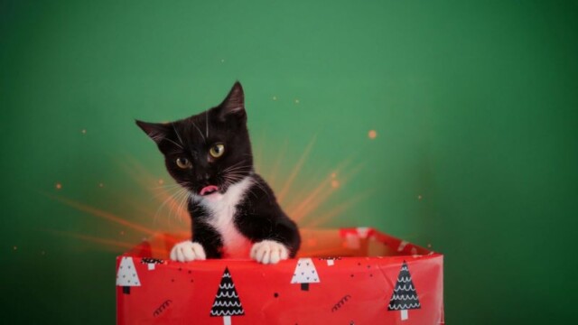 Déjese cautivar con las fotos navideñas con las que la UBA fomenta la adopción responsable de perros y gatos en Quito