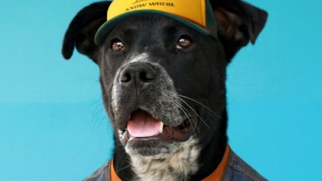 ‘Stranger Dogs’ una campaña de adopción responsable del Municipio de Quito